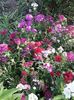IMG-20190529-WA0001