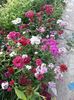 IMG-20190529-WA0002