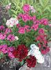 IMG-20190529-WA0003