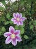 IMG-20190529-WA0004