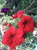 IMG-20190529-WA0008
