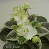 Green Dragon