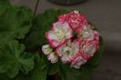 Appleblossom