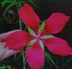 Hibiscus coccineus Scarlet rose mallow Texas Star, 2