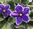 ND-Odessitk
