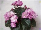 Ness Satin Rose