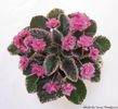 Pink Pizazz (H. Pittman)