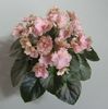 Rob s Antique Rose