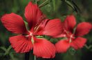 Hibiscus coccinea Texas Star Scarlet7