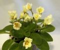 Senk's Alchemy Yellow