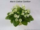 Mac's Callow Carillion