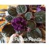 Ma's Purple Poodle
