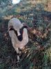 IMG-20210722-WA0004