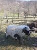 IMG-20210410-WA0010