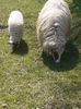 IMG-20210410-WA0008