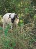 IMG-20210722-WA0007