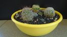 Grup de 6 Mammillaria