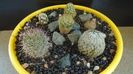 Grup de 6 Mammillaria