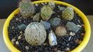 Grup de 6 Mammillaria