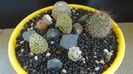 Grup de 6 Mammillaria