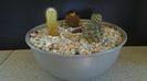Grup de 4 cactusi