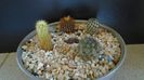 Grup de 4 cactusi