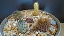 Grup de 4 cactusi