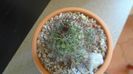 Mammillaria mazatlanensis