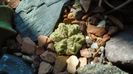 Aztekium ritteri, Rayones, Mx.