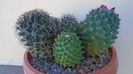 Mammillaria polythele colonie
