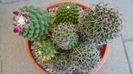 Mammillaria polythele colonie