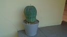 Euphorbia obesa