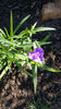 tradescantia virginiana
