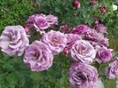 Violet Parfumee