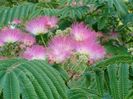 arborele de m,atase albizia-julibrissin.-ombrella