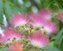 arborele de matase  albizia 3