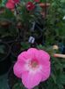 Apple Blossom