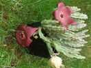 Stapelia Berlinensis