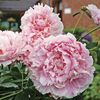 Paeonia-Sarah-Bernhardt