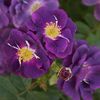 Rosa Rhapsody in Blue (Frantasia)