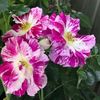 Rosa (K) Purple Splash® .