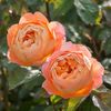 Rosa Lady Emma Hamilton (Ausbrother)