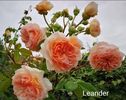 Leander (urcator) 70