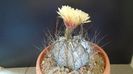 Astrophytum capricorne