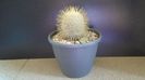 Mammillaria dixanthocentron