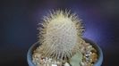 Mammillaria dixanthocentron