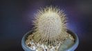 Mammillaria dixanthocentron