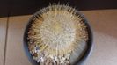 Mammillaria dixanthocentron