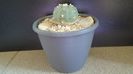 Lophophora williamsii v. jourdaniana