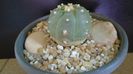 Lophophora williamsii v. jourdaniana